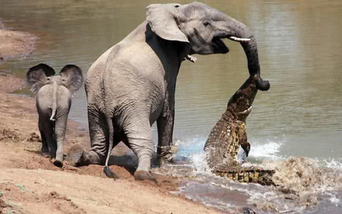 活动作品大象用鼻子吸水为什么不会被呛到