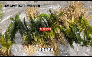 Descargar video: 水草行业现状