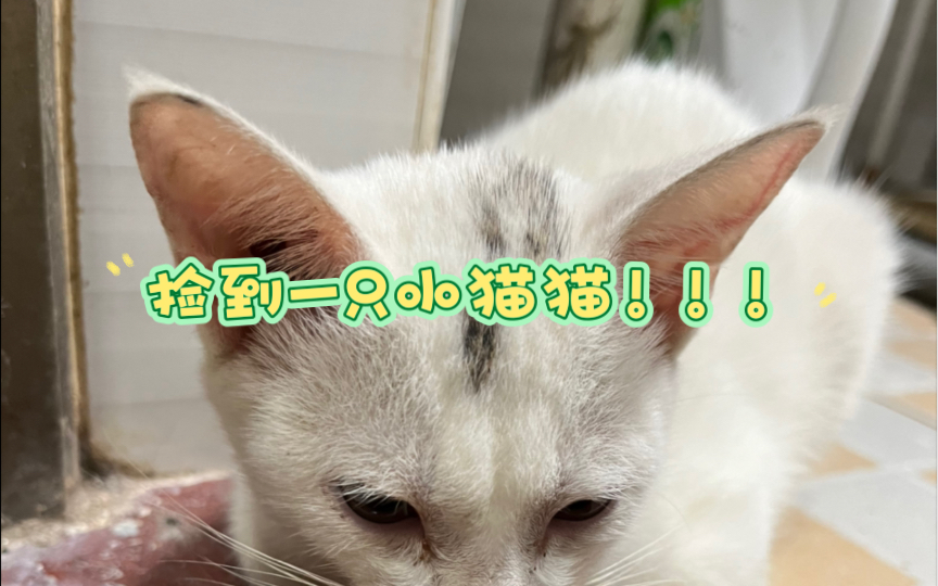 [图]电梯一开！！！捡到一只小猫猫！！！