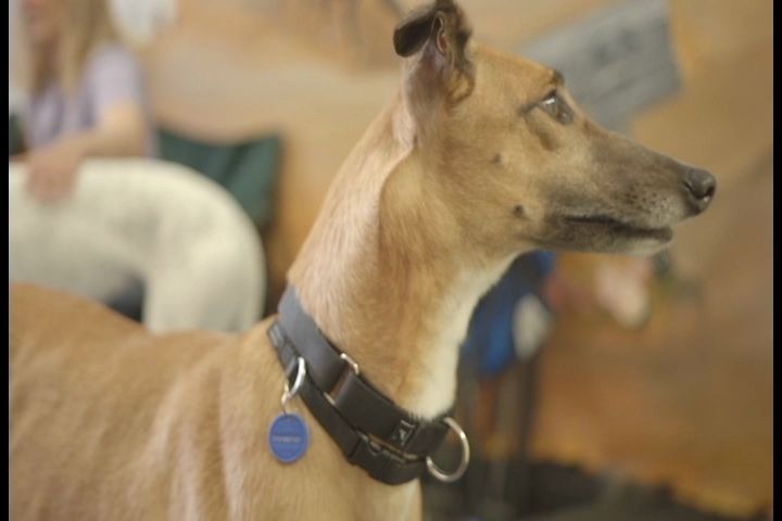 [图]greyhound_灰猎犬