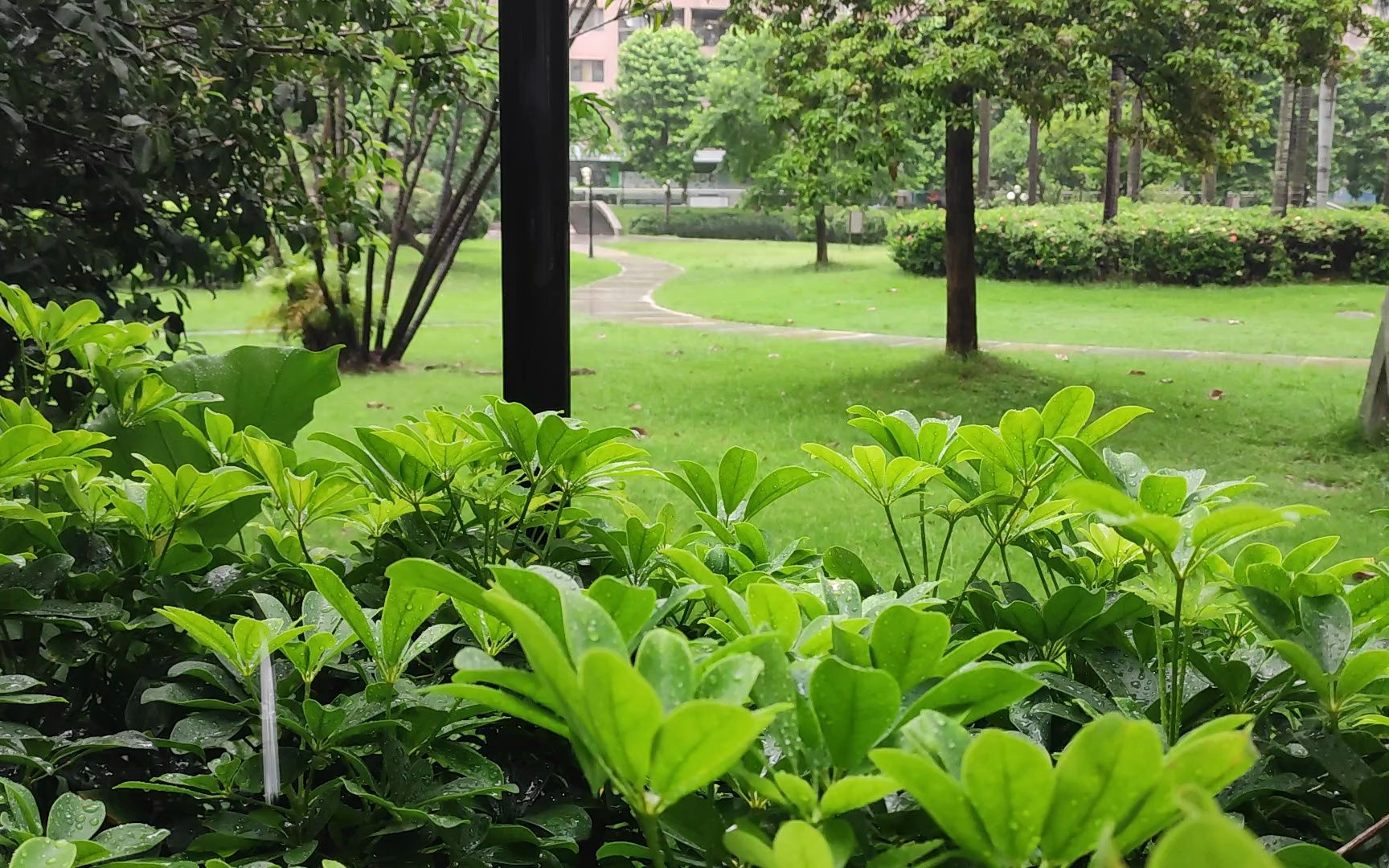 [图]盛夏-听雨-助眠