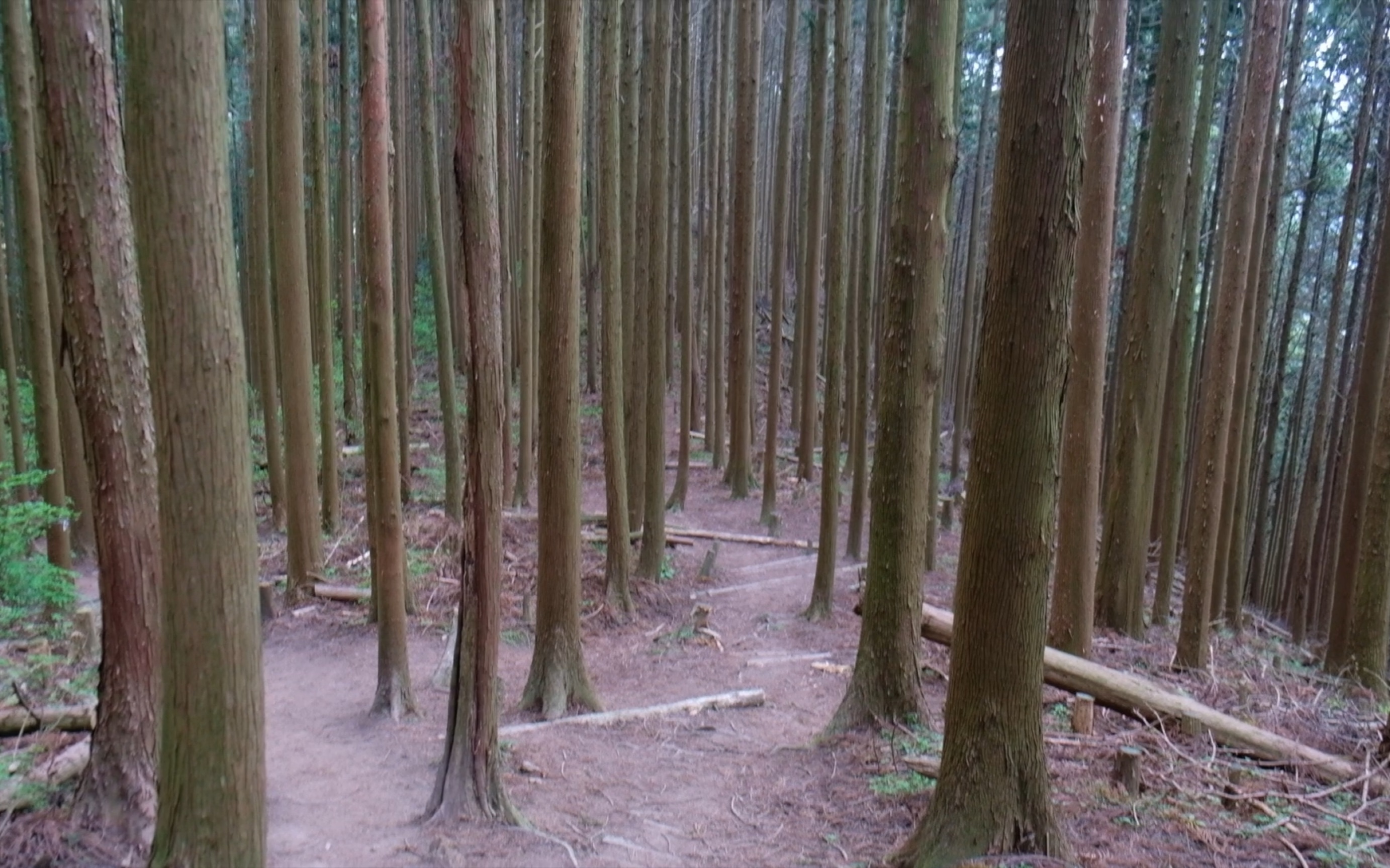 大阪的金刚山/来日本后爬的最累的山/剧烈运动时才肯服老/人生的乙邋