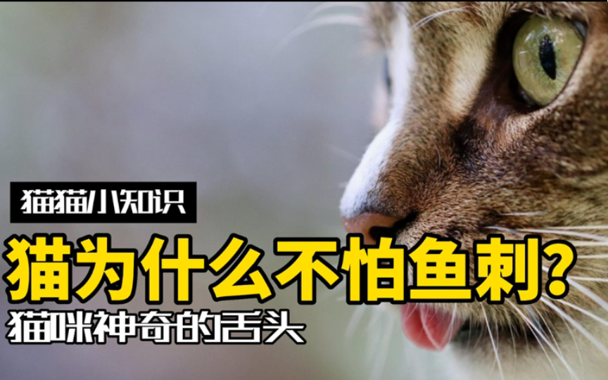 猫咪冷知识:猫吃鱼,为什么不会卡刺?哔哩哔哩bilibili