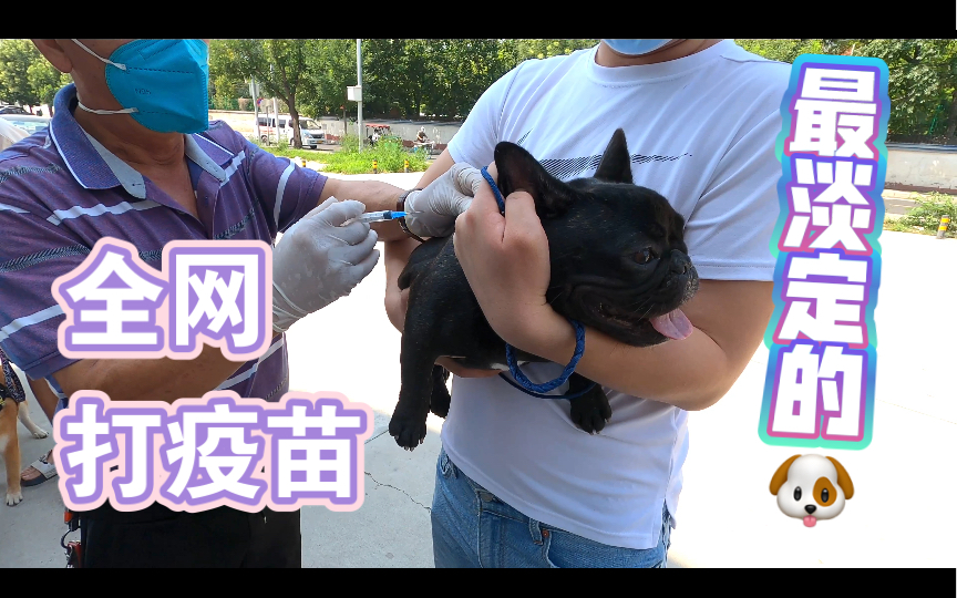 法国斗牛犬全网打疫苗最淡定的狗,椰宝稳!哔哩哔哩bilibili