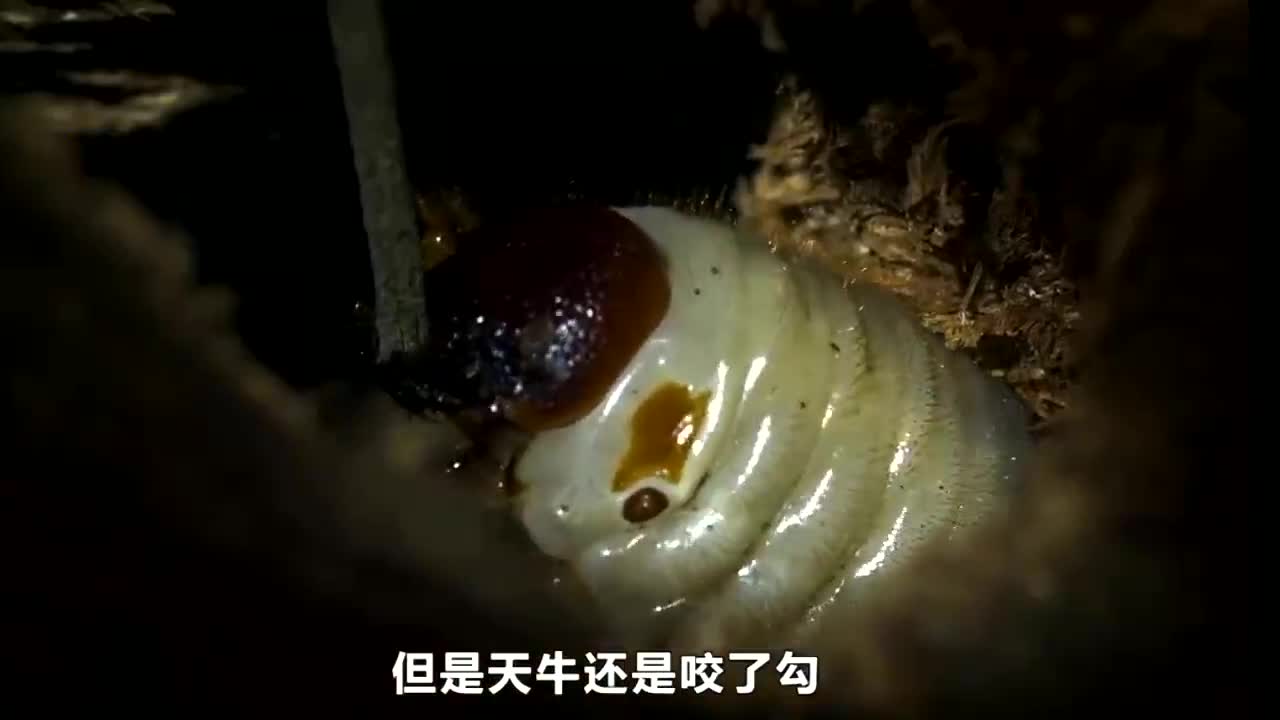 看看聪明的乌鸦怎么吃食物的!大聪明!哔哩哔哩bilibili