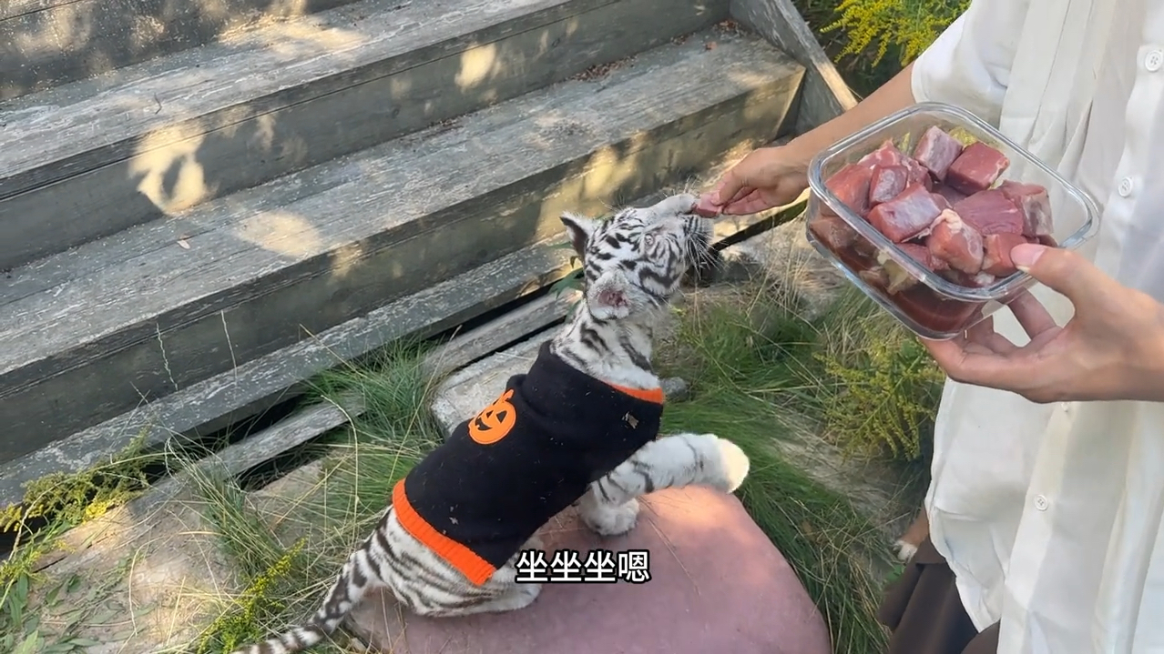 宝宝,你是一只斑马纹小猫,家有家规