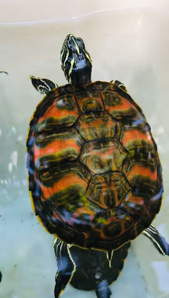 小翅膀火焰龟_哔哩哔哩_bilibili