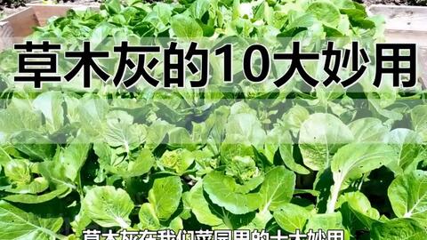 今天教大家怎么给土壤消毒 减少根系病虫害 增加扦插成活率 哔哩哔哩 Bilibili