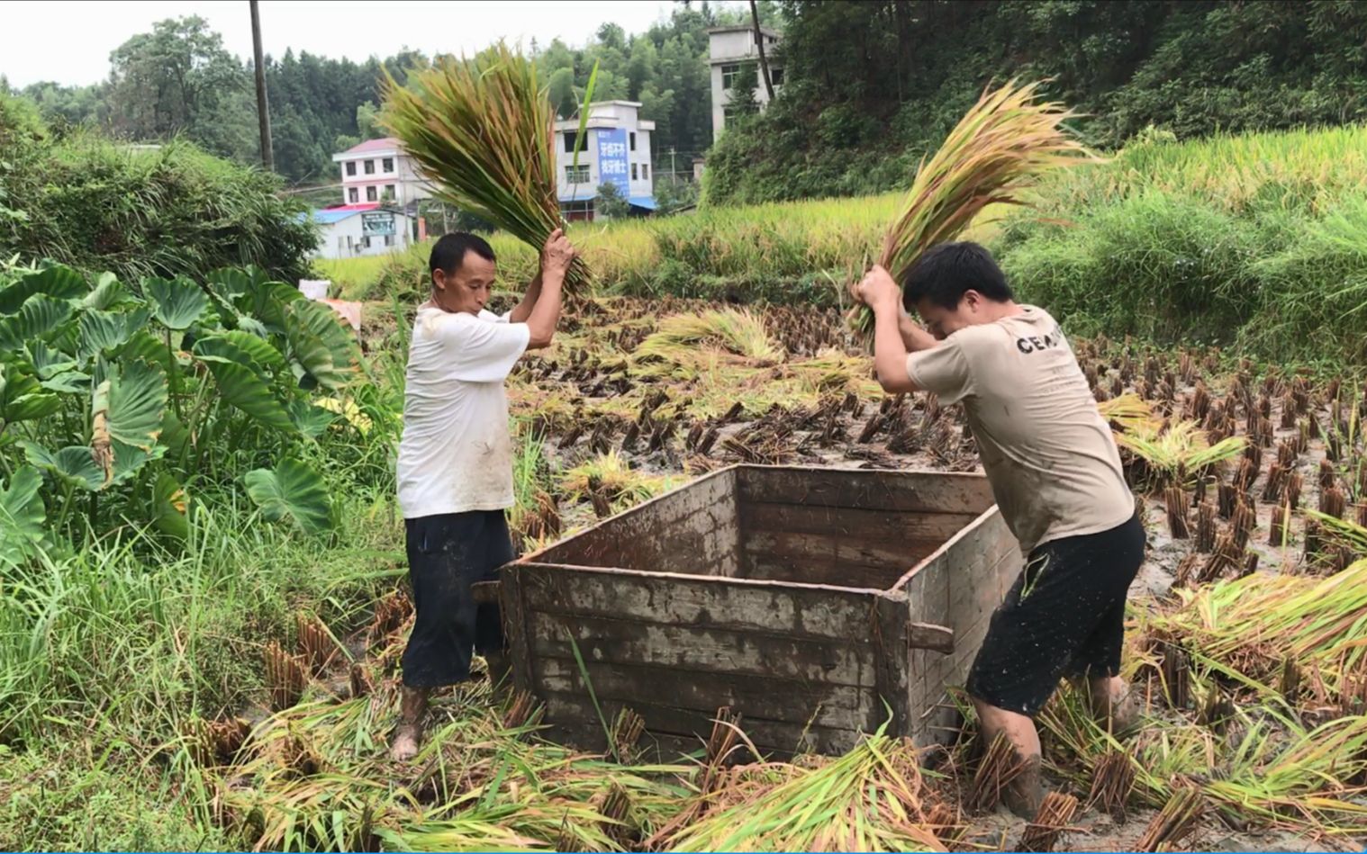 小时候打稻谷的图片图片