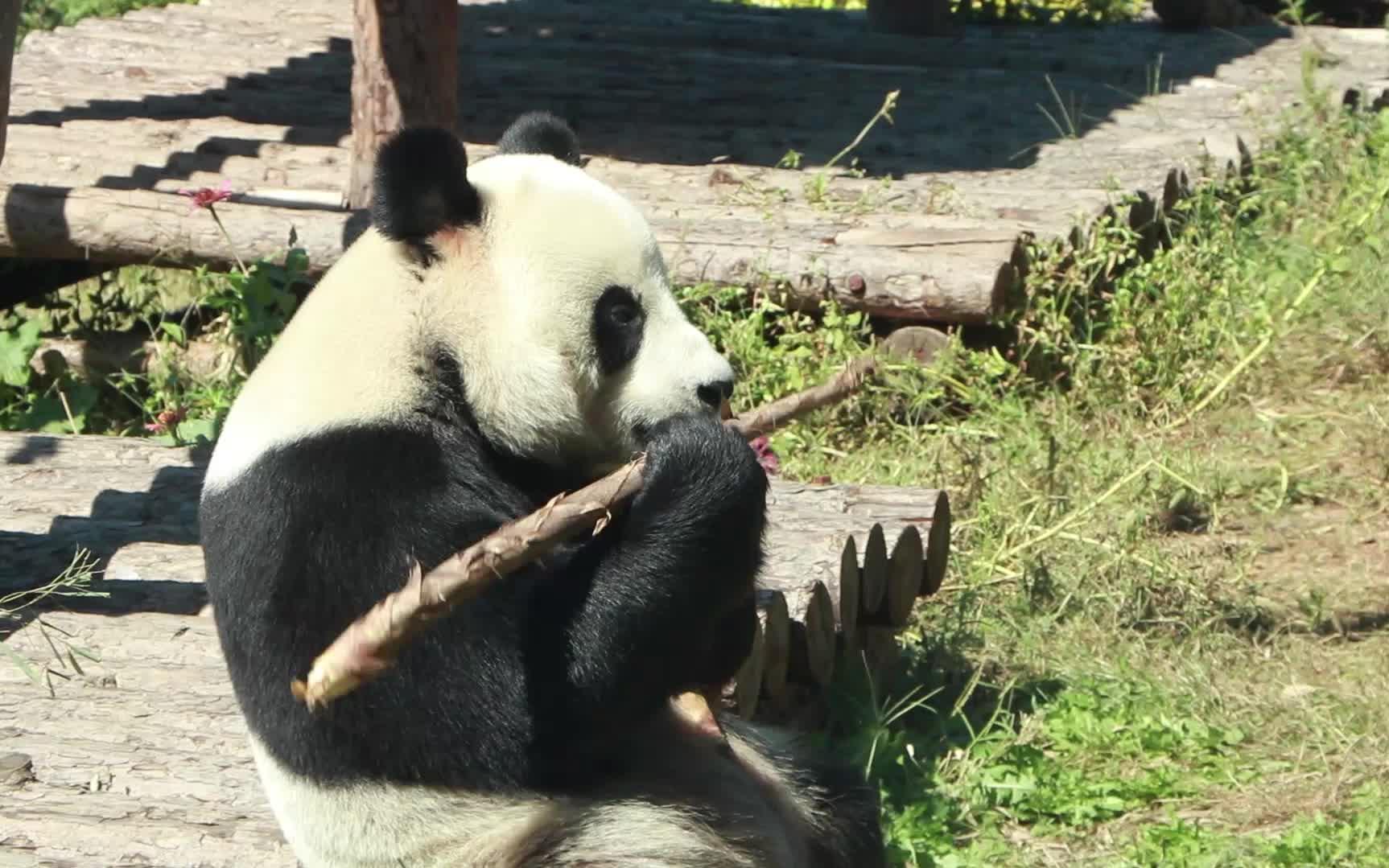 【大熊猫金虎】虽然吃的管够,也不能浪费啊虎子!_哔哩哔哩_bilibili