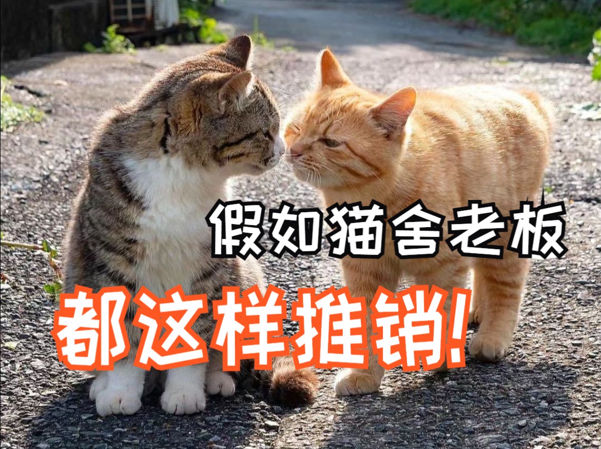 假如猫舍老板都这样推销~哔哩哔哩bilibili