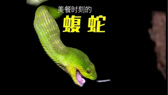 美餐的 蝮蛇。毒蛇
