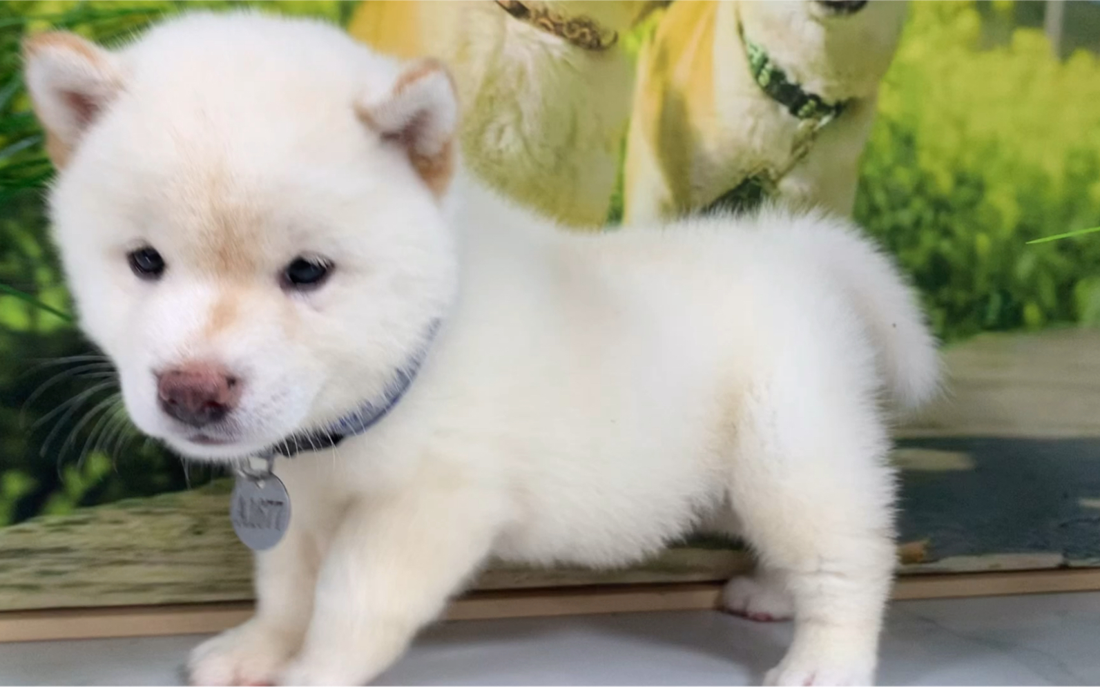 蠢萌小白柴在线卖萌