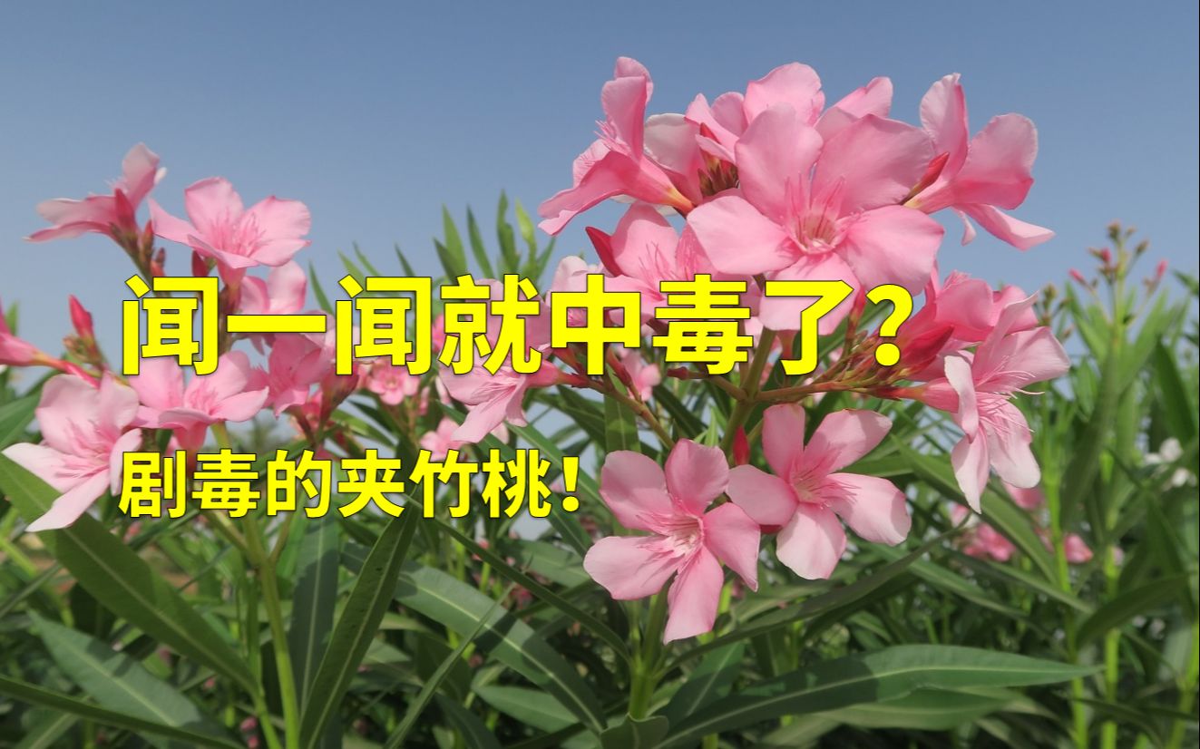 剧毒的夹竹桃很容易使人中毒?