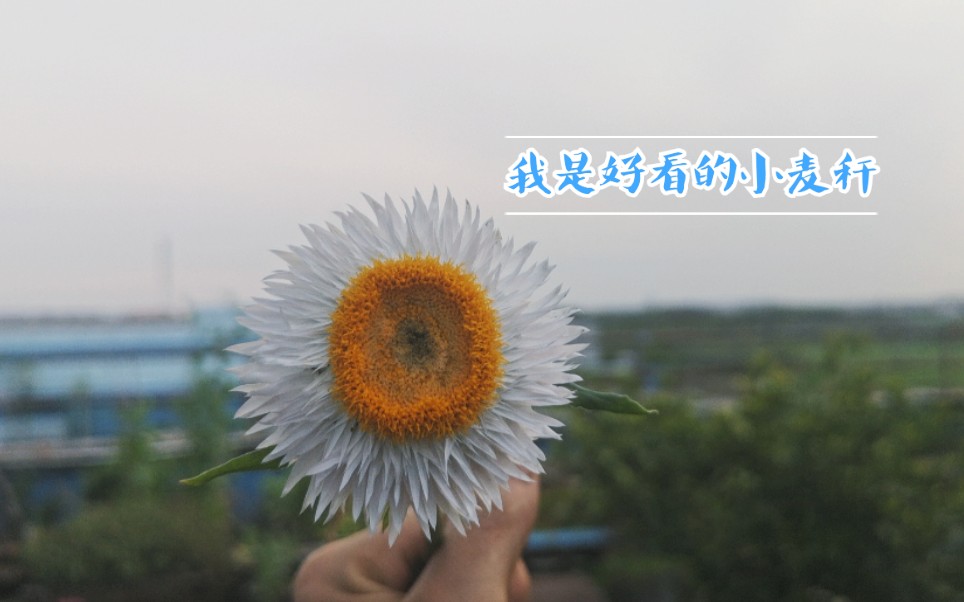 介绍我这跨越两季的麦秆菊哔哩哔哩bilibili