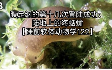 腹足纲的第十几次登陆成功:陆地上的海蛞蝓【睡前软体动物学122】哔哩哔哩bilibili