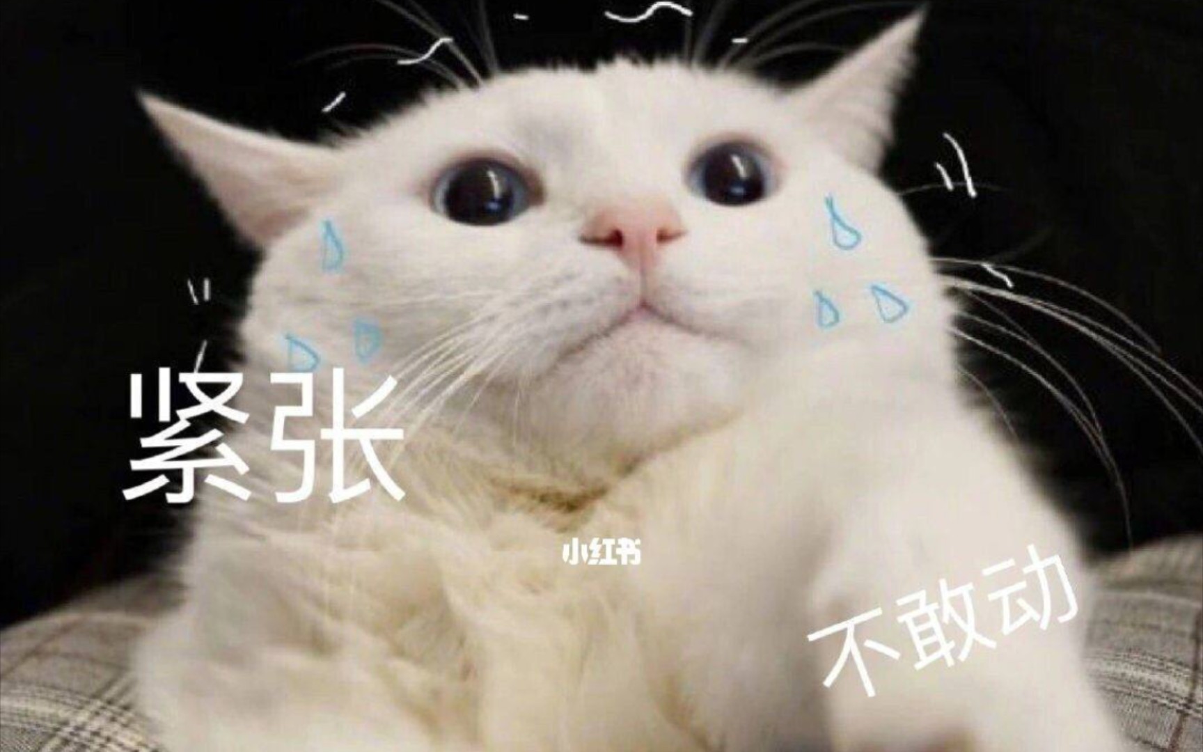 “我太紧张了”英文这样说哦~哔哩哔哩bilibili