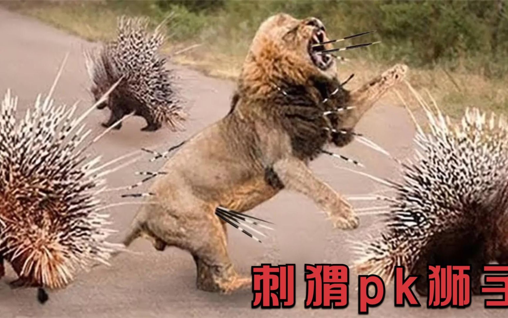 狮子pk刺猬谁会胜利还是有什么惊喜的转折点