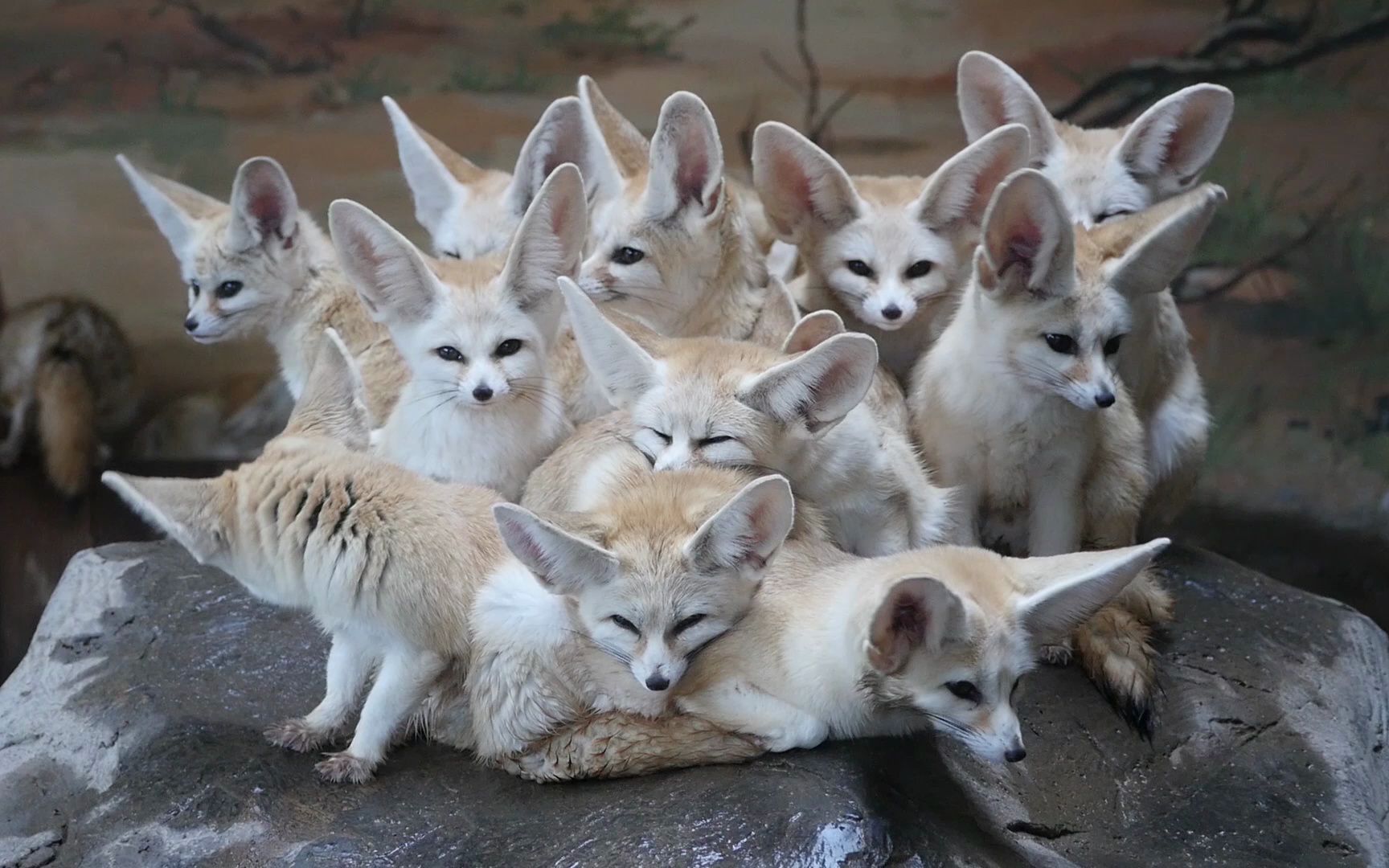 小狐狸爱扎堆【耳廓狐】【阔耳狐】