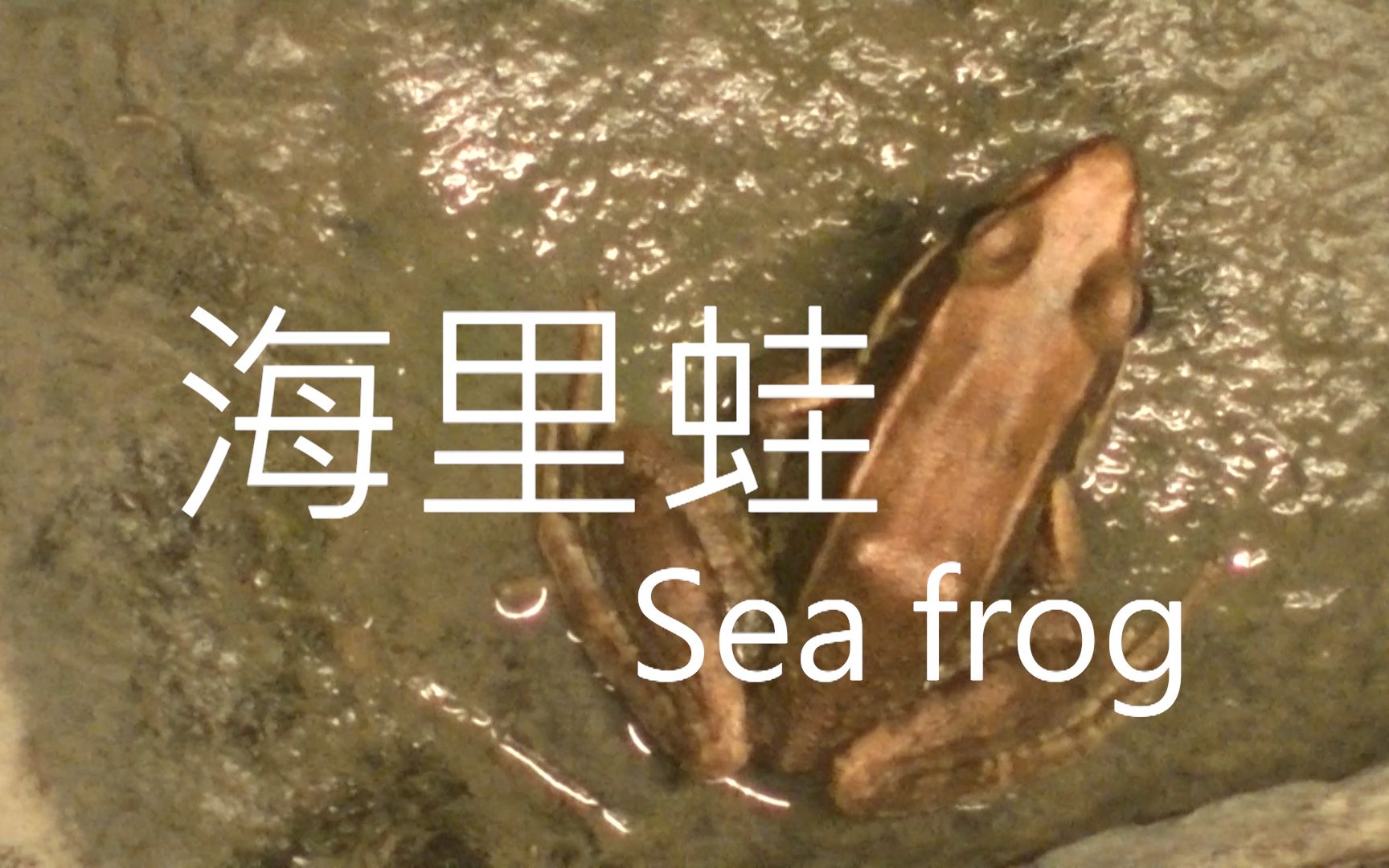 [图]海蛙 SEA FROG