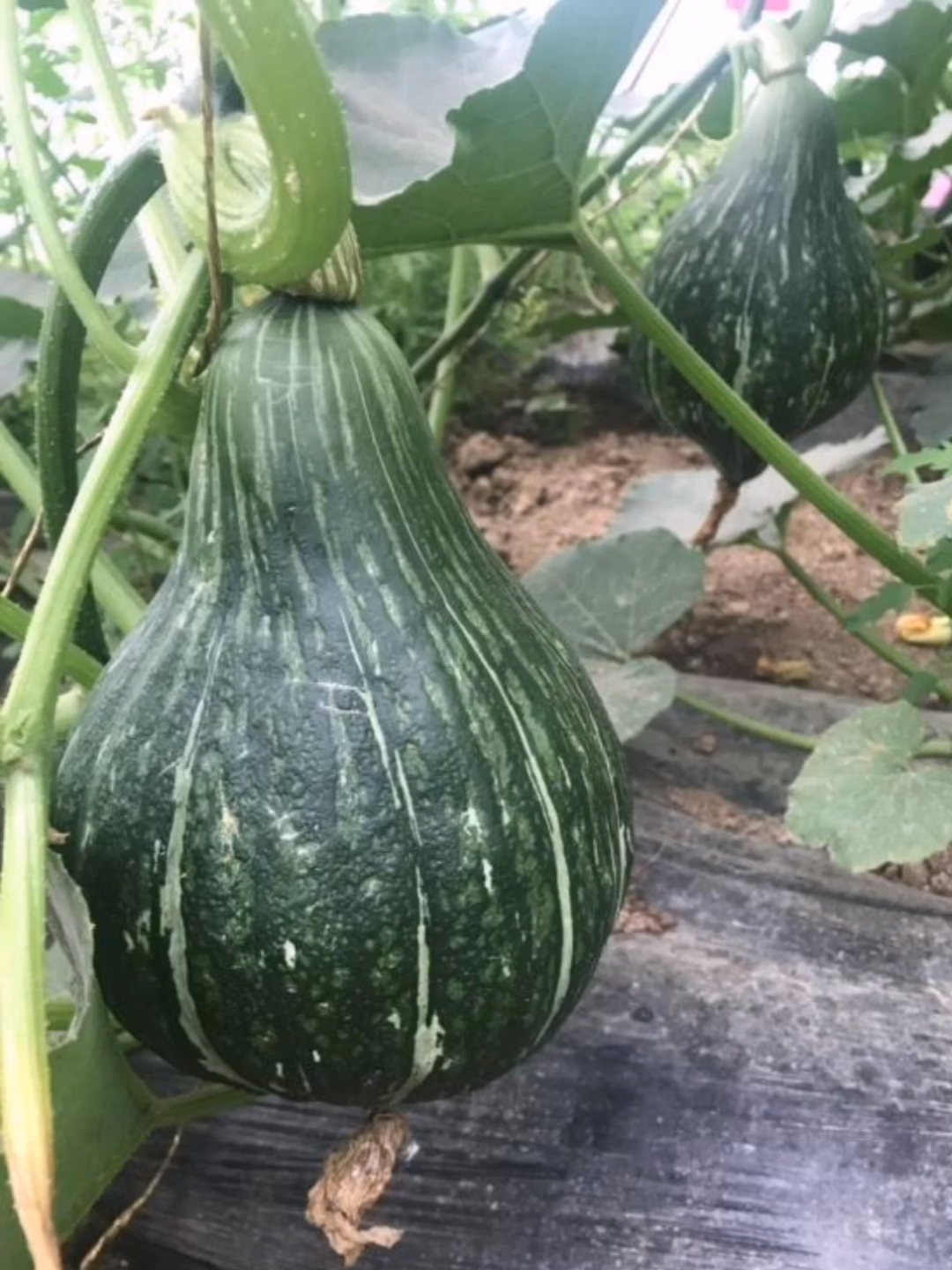 有礼顿丘流星蜜一个具有传奇色彩的南瓜