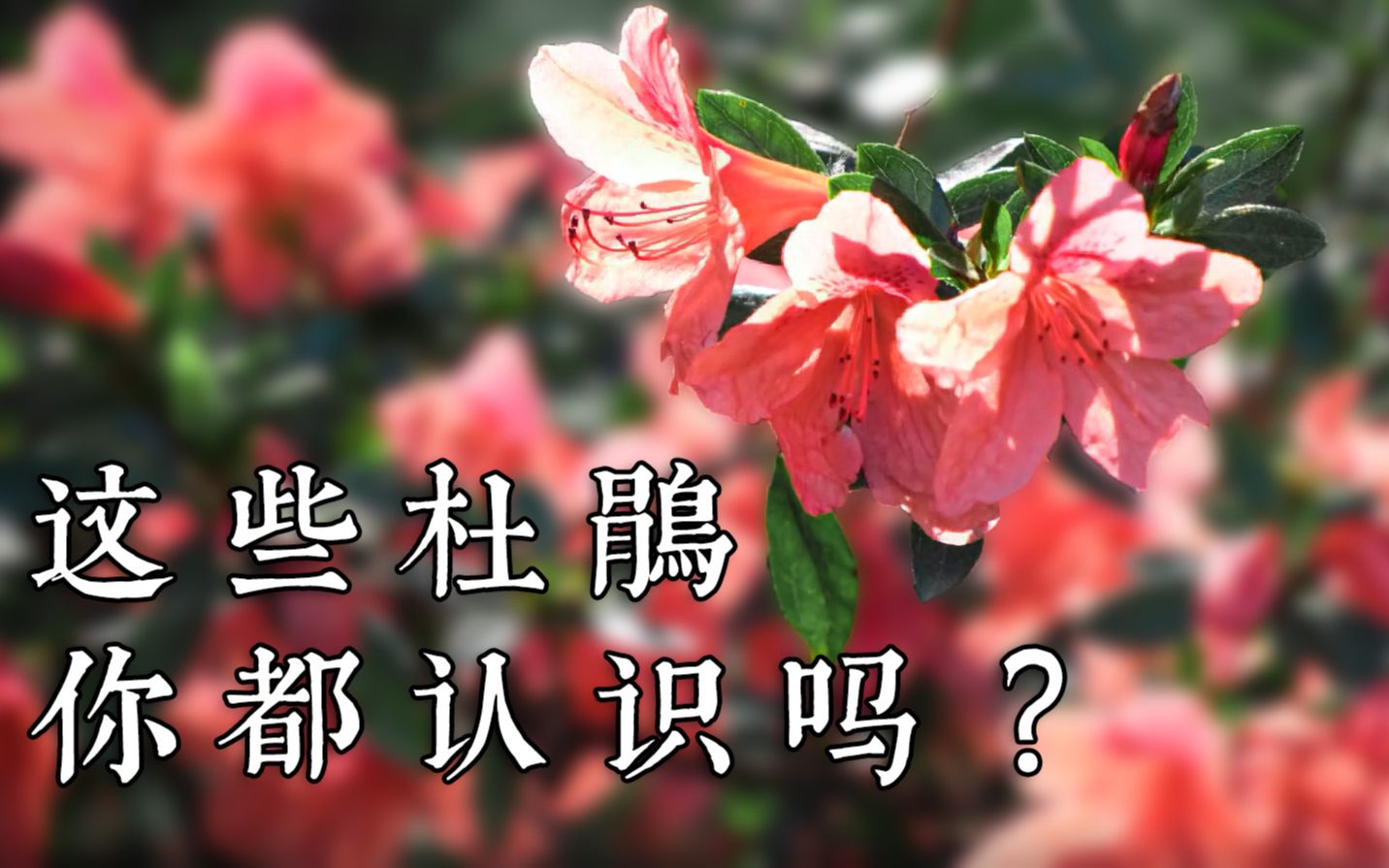 [图]植物科普|vol.01这些杜鹃花你都认识吗？（上）