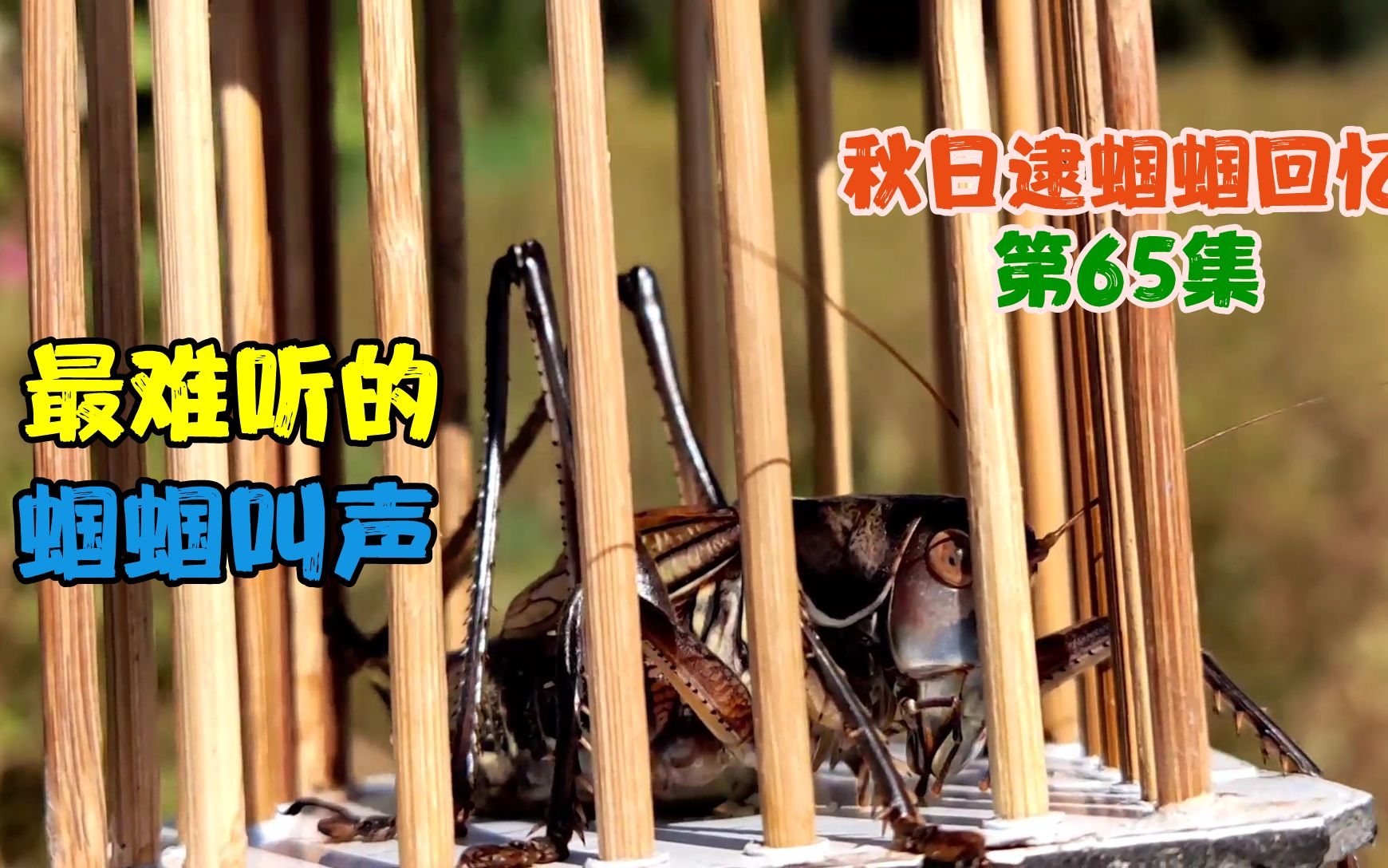 叫声超级难听的一只蝈蝈无比标准的撕报纸声捉它时还被咬了一口