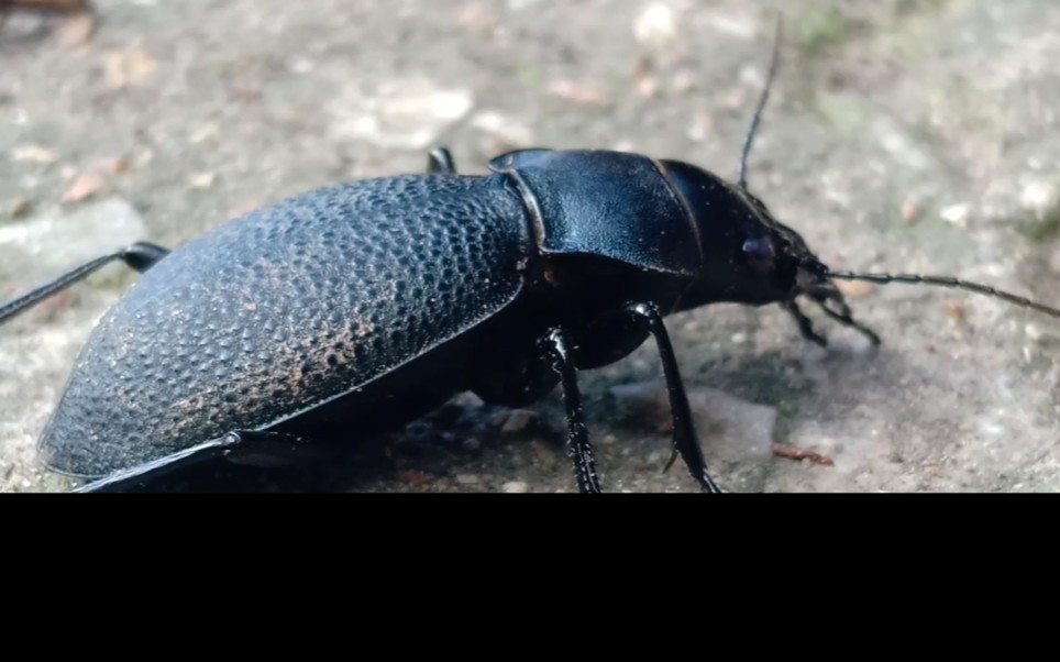 野采遇到的昆虫麻布甲肉食性吃蜗牛喜欢夜间出来