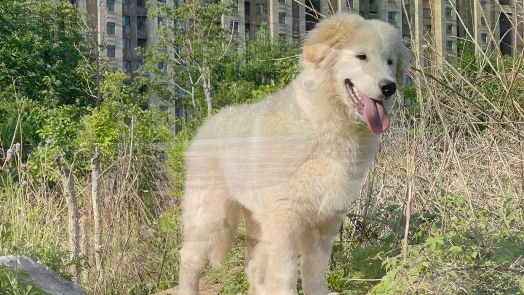 一只金萨叫百宝