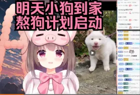 Download Video: 【Asaki大人/猪猪公主】明天小狗到家，开始熬狗计划，喂狗，盯狗，奖励狗，最重要的教它上厕所