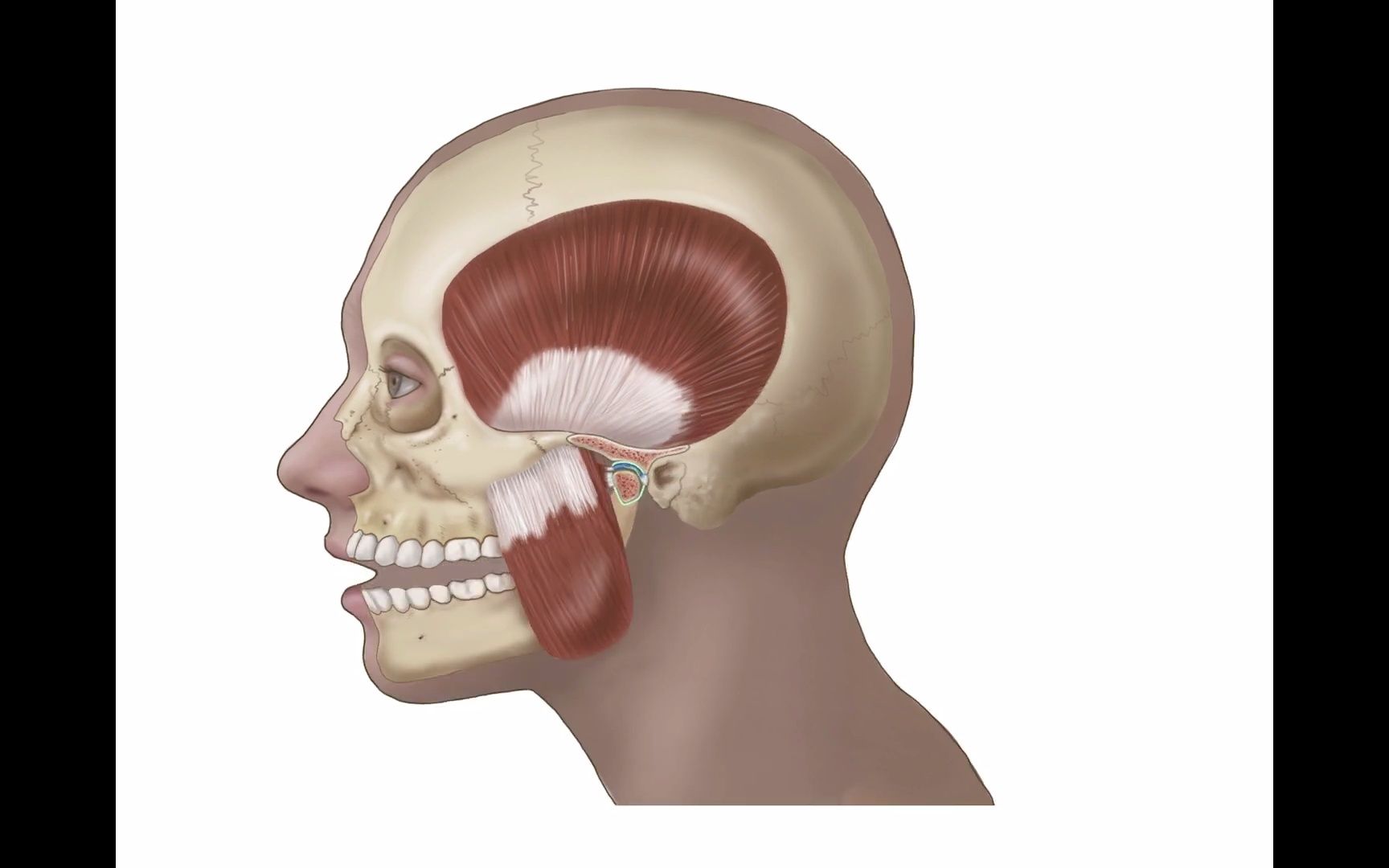 颞下颌相关肌肉运动