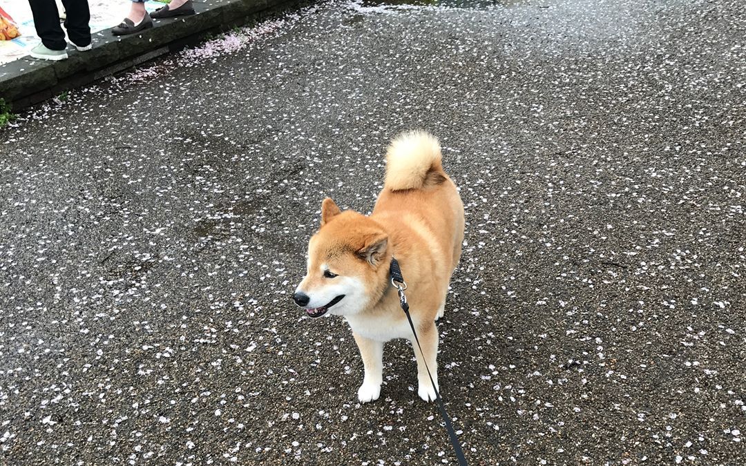 [柴犬maru的日常]在小雨中散步~(@゜▽゜)耙耙,窝可以踩水坑吗?