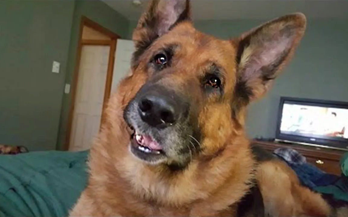 最搞笑的德国牧羊犬- 有趣的狗视频_哔哩哔哩_bilibili