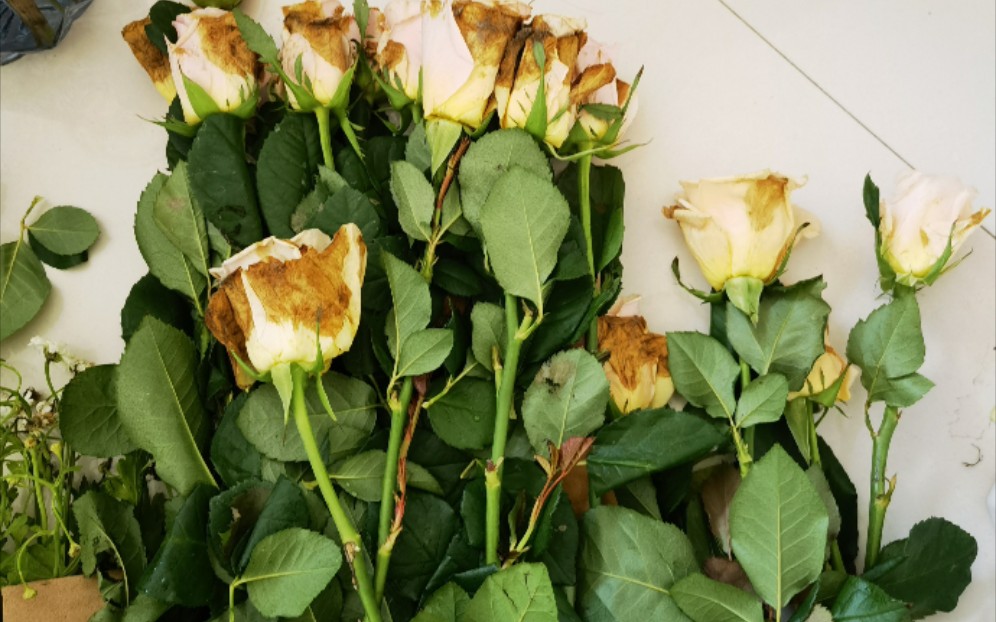 小幸运家团购鲜花大翻车玫瑰全部灰霉重瓣洋甘菊都烂啦最娇贵的绣球