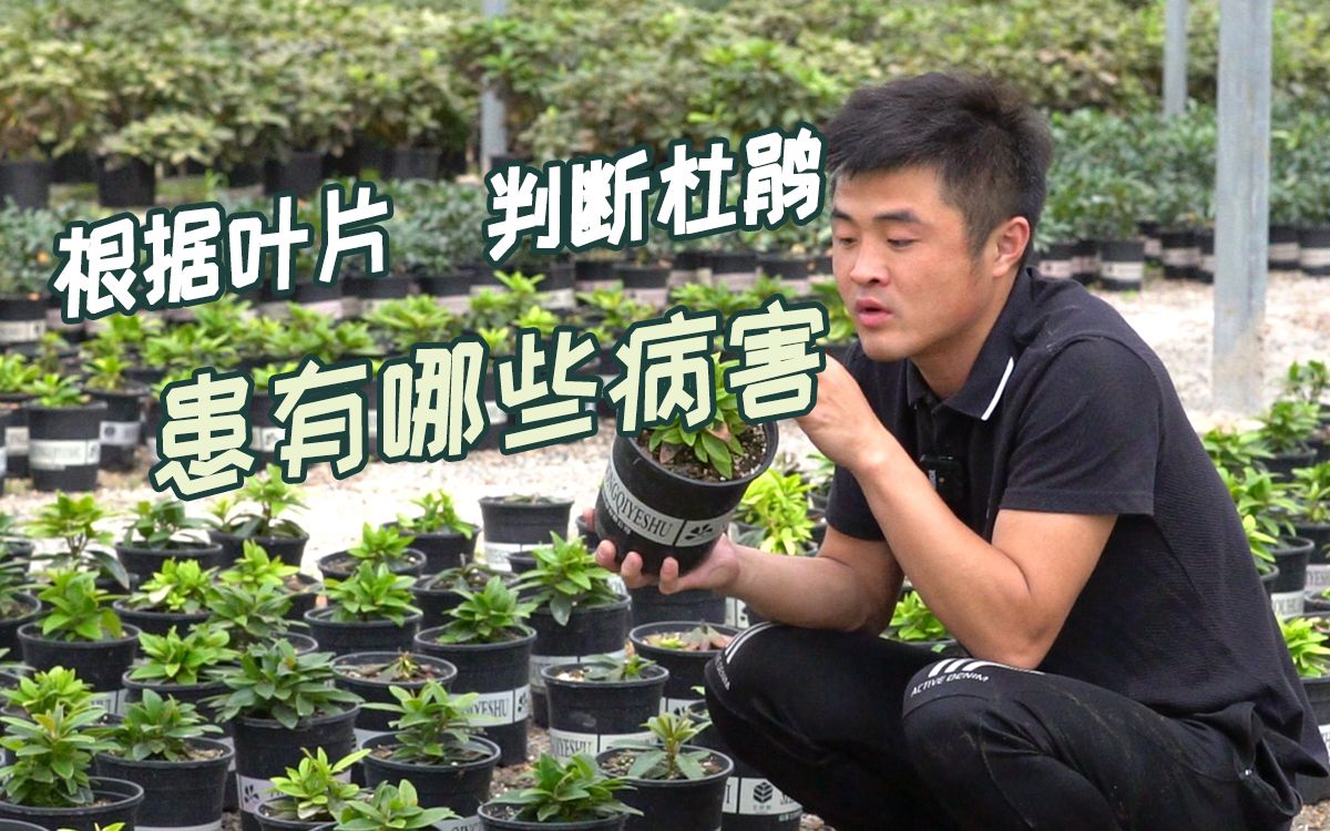 [图]如何通过叶片来得知自己的杜鹃花得了什么病害呢？看看这个视频吧