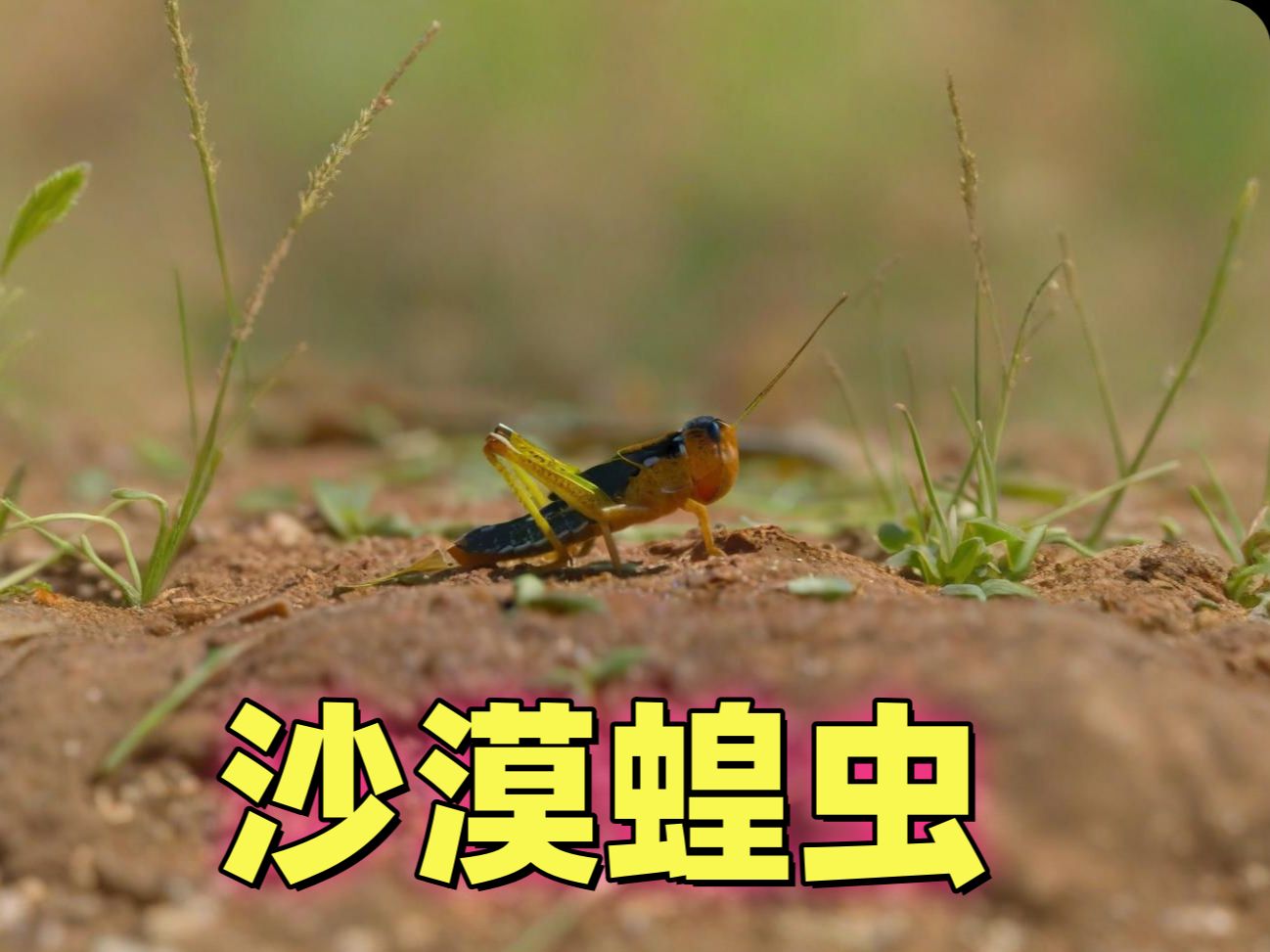 沙漠蝗虫:生态灾难的幕后黑手