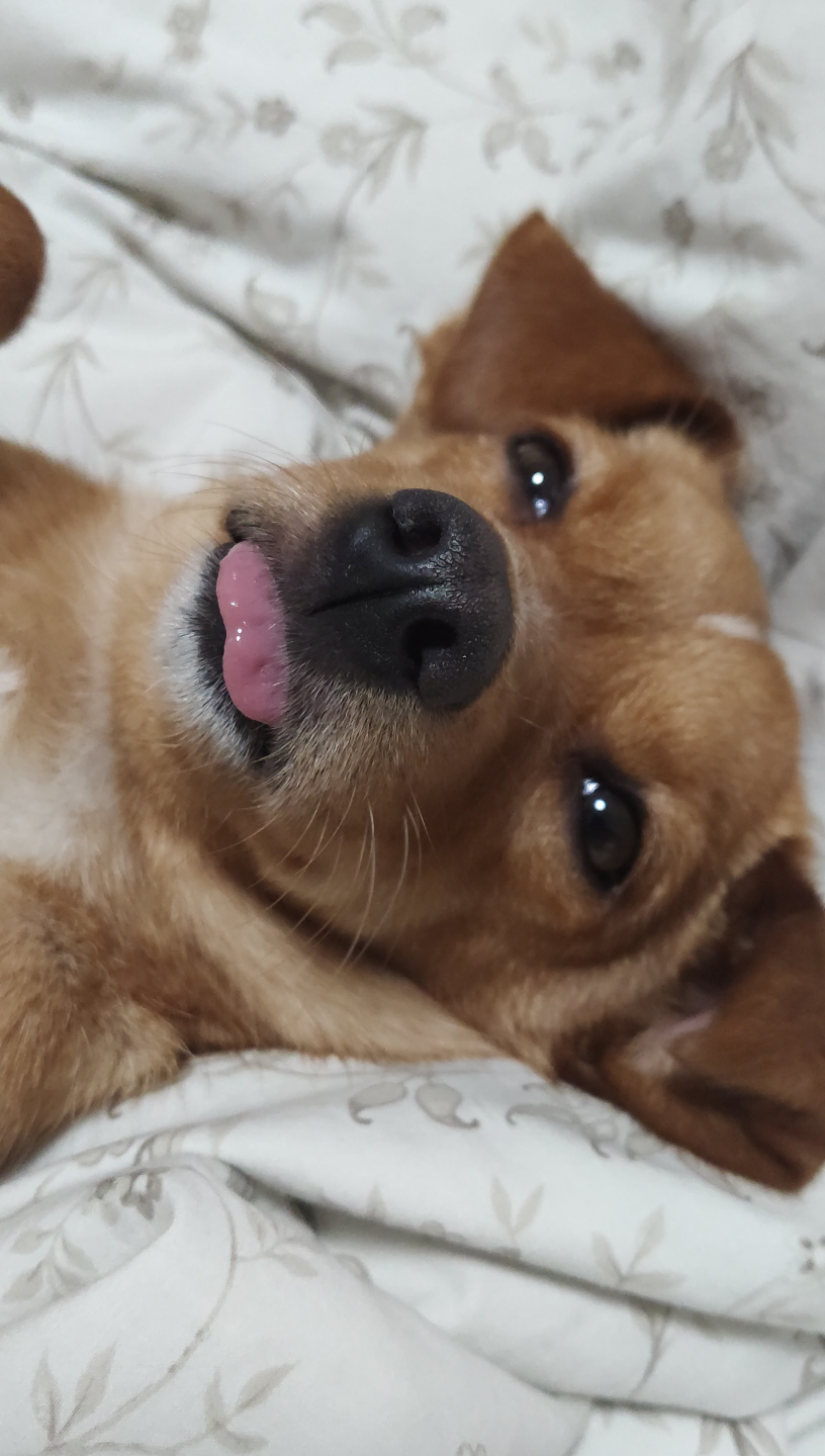 小土狗的小粉舌头