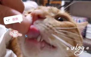 Download Video: 瞎说！小猫咪的口水才不臭咧！