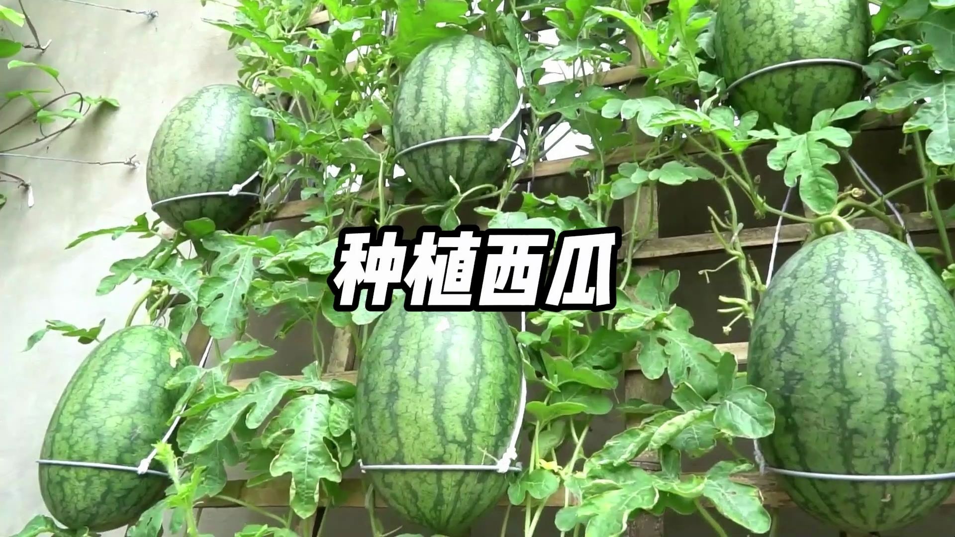 如何在家种植西瓜,几步就教会你,简单又实用哔哩哔哩bilibili