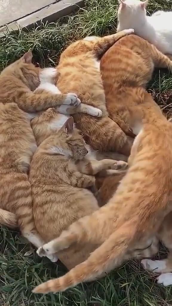 白雪公主和七只橘猫