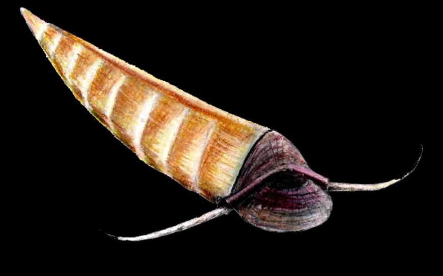 最早的软体动物(2)分类多舛的软舌螺和竹节石【睡前软体动物学30】