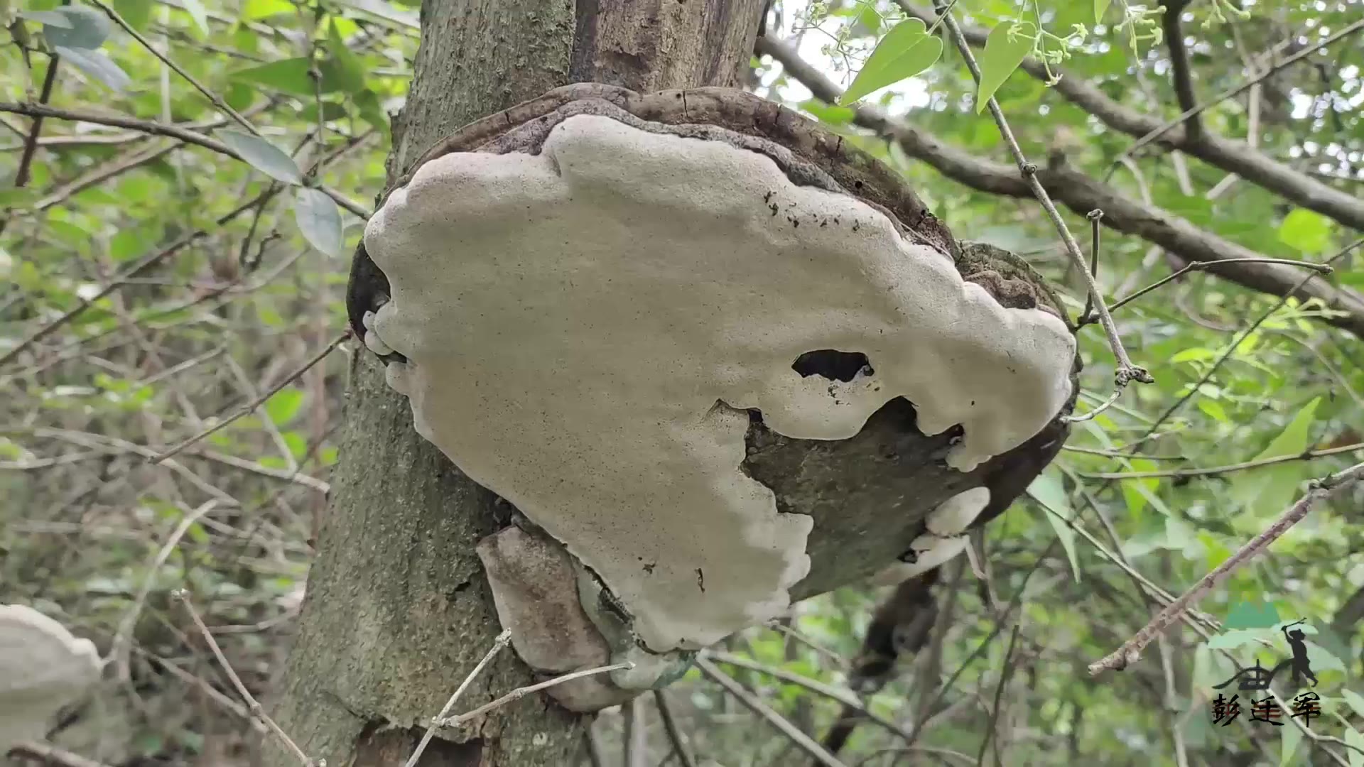 养蜂人在山里遇到两个合欢树菌你知道它有什么用处吗