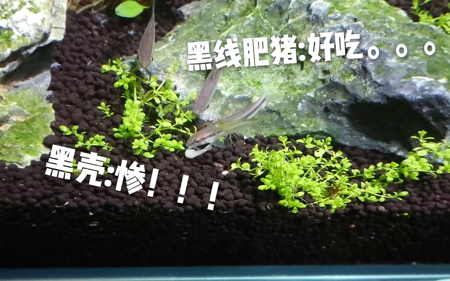 草缸日常真假黑线飞狐比起除藻更喜欢吃虾的黑线飞狐