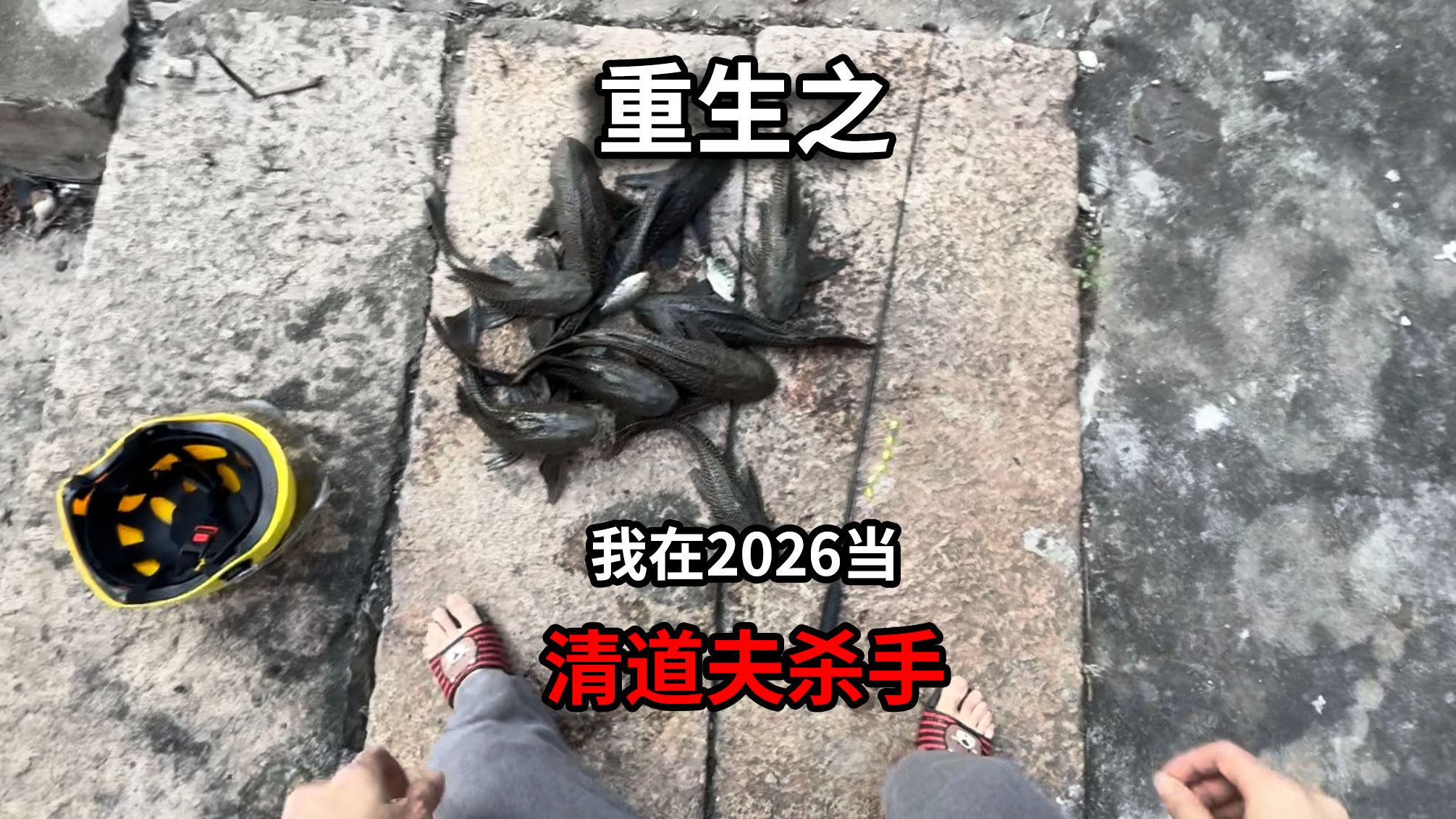旧的清道夫都养死了,该换一批了。-鄙人汪谋-鄙人汪谋-哔哩哔哩视频
