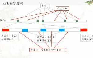 下载视频: 基因通常是有遗传效应的DNA片段