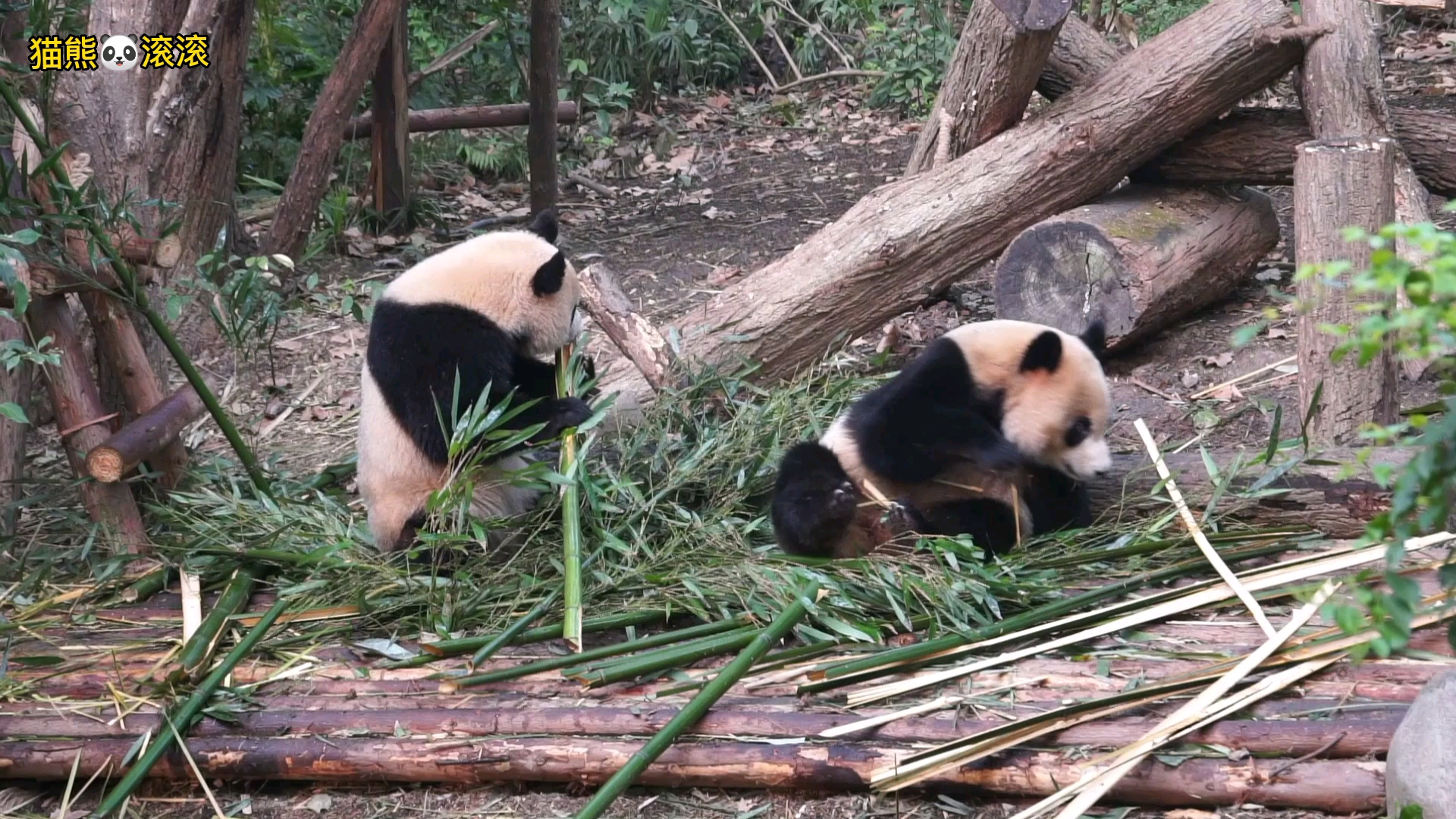 润玥:玖玖你的竹子要香些,艾玖:好姐妹喜欢就拿去吃,不存在!哔哩哔哩bilibili