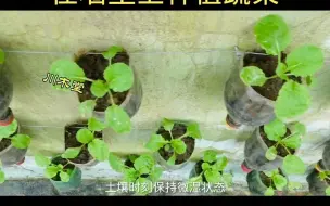 Video herunterladen: 教你用饮料瓶在墙壁上种植蔬菜