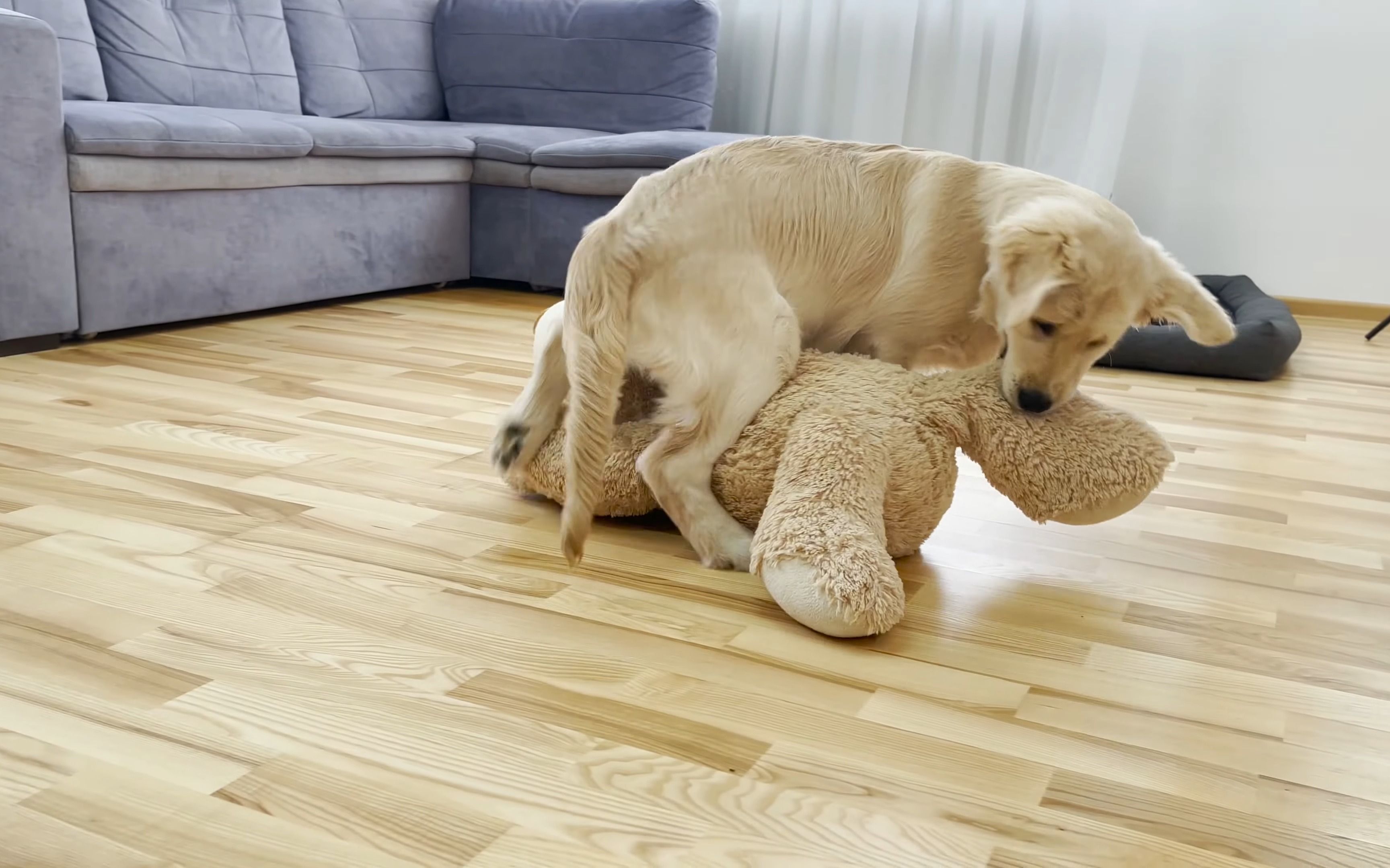 小金毛翻滚撕咬训练,汪汪汪汪!