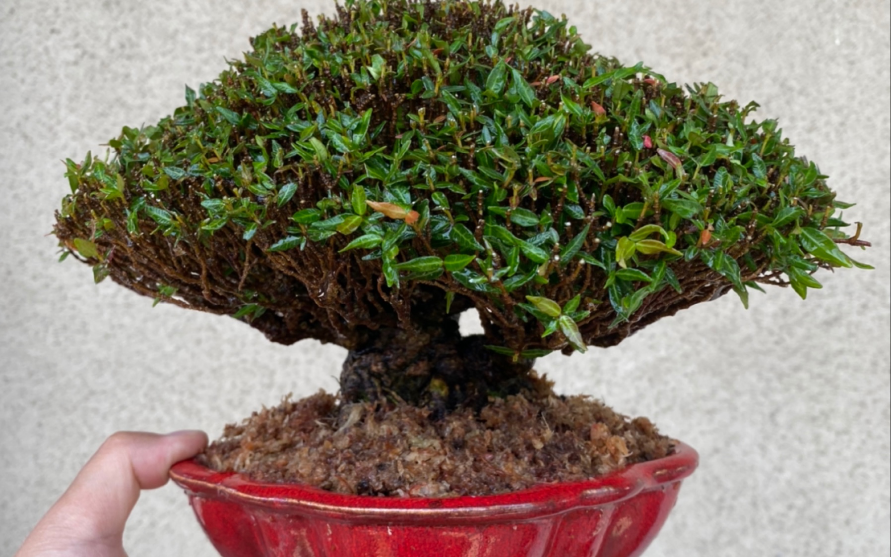 亦盆栽日本盆景小品极品缩面葛修剪换盆的注意事项