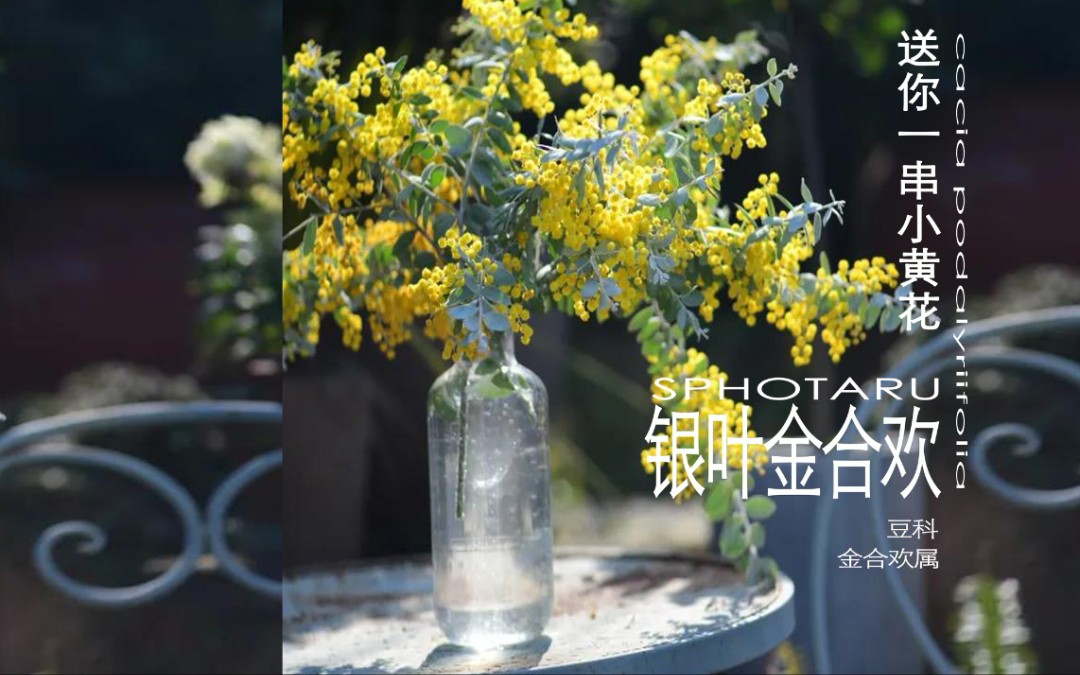 [图]蓝调花园植物—银叶金合欢